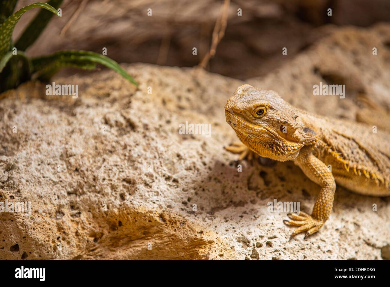 Agama Dragon Lizard. Indian garden lizard (Calotes versicolor) on rocks with natural sunlight, reptile hunting for insects. Animal wildlife portrait Stock Photo
