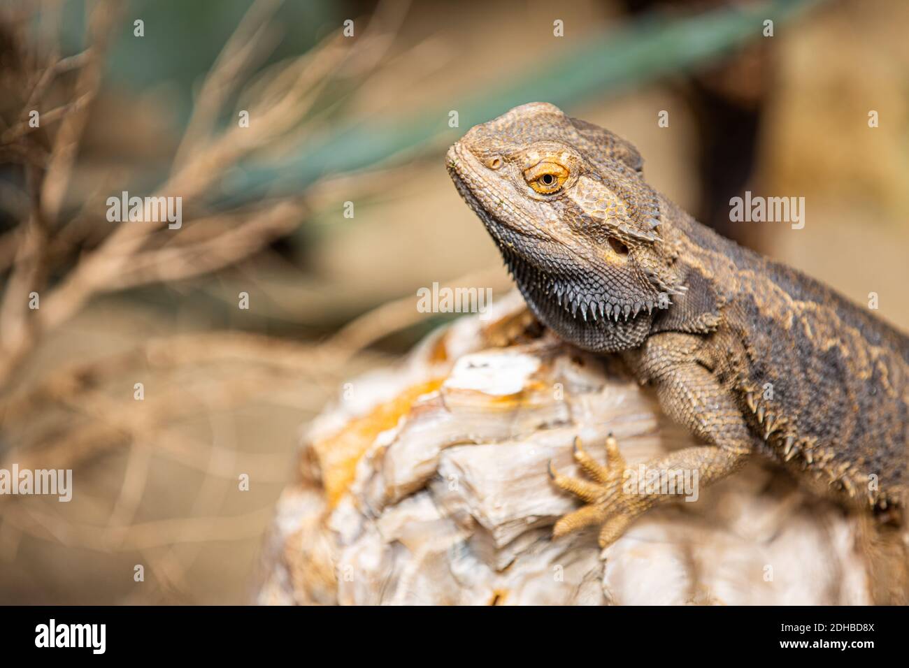 Agama Dragon Lizard. Indian garden lizard (Calotes versicolor) on rocks with natural sunlight, reptile hunting for insects. Animal wildlife portrait Stock Photo