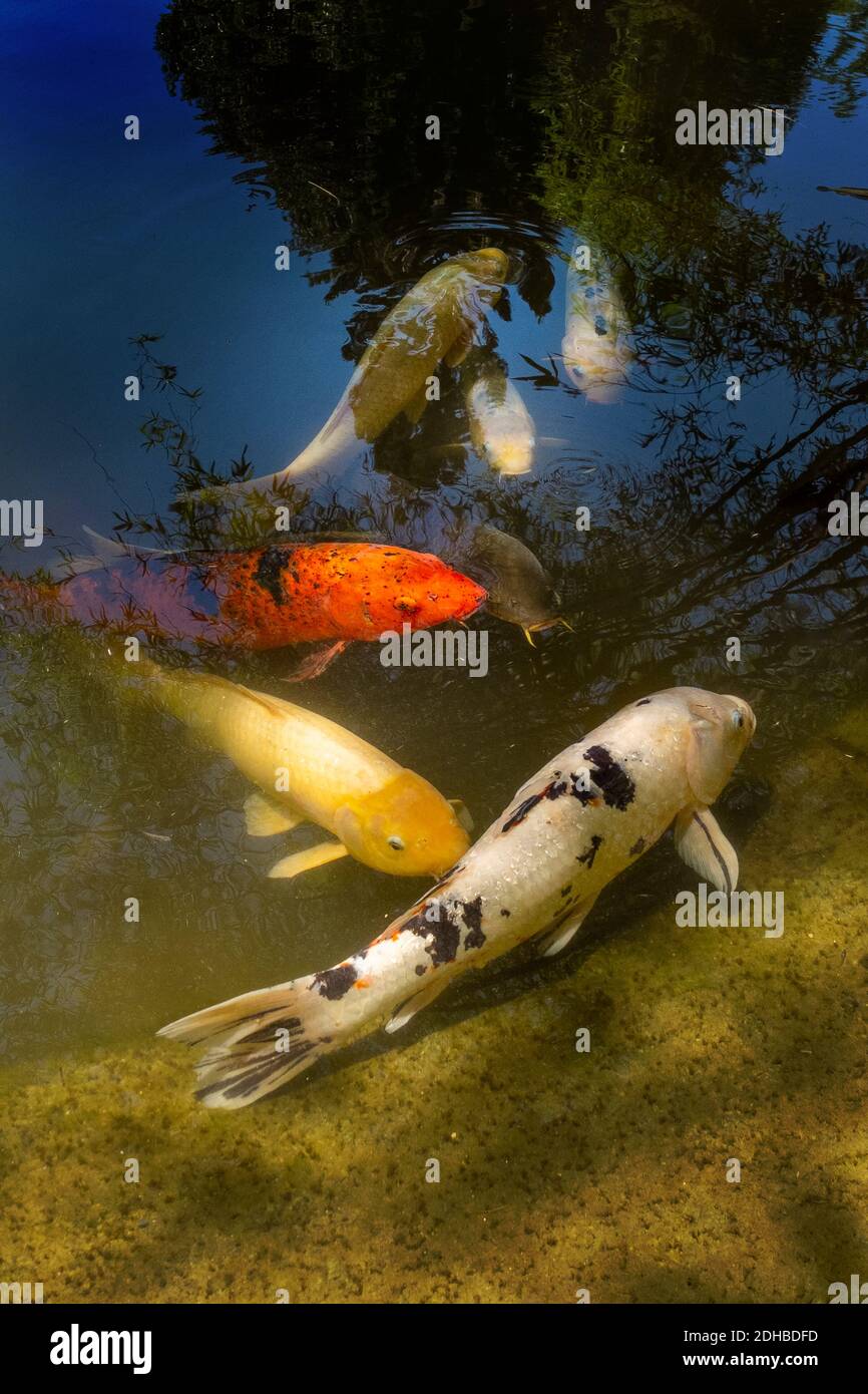 Colorful koi fish swing in a pond at a Los Angeles arboretum. Koi is a  colored varieties of the Amur carp (Cyprinus rubrofuscus) that are kept for  dec Stock Photo - Alamy