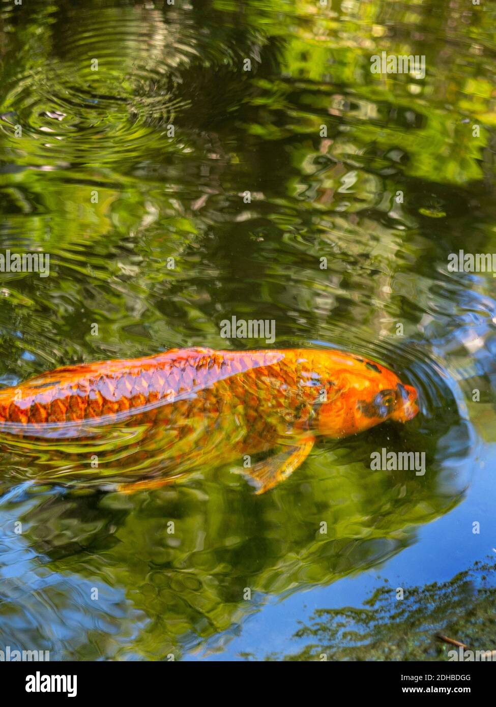 Colorful koi fish swing in a pond at a Los Angeles arboretum. Koi is a colored varieties of the Amur carp (Cyprinus rubrofuscus) that are kept for dec Stock Photo
