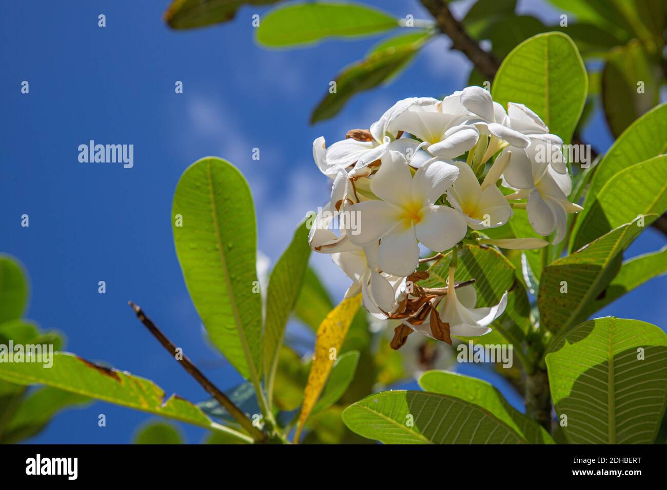 Frangipani tropical flowers, Plumeria flowers fresh Stock Photo Alamy