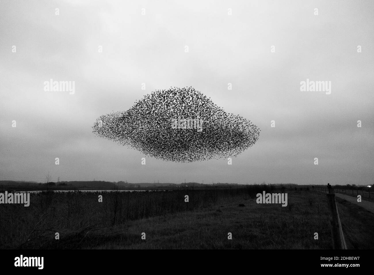 10 December 2020: UK Wildlife - Murmuration of starlings (Sturnus vulgaris) creat a low-flying UFO at RSPB nature reserve, Fairburn Ings, West Yorkshire, England, UK Stock Photo