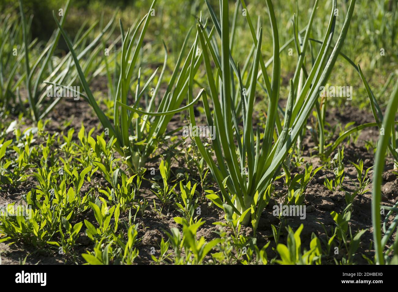 A selective focus shot of green onion growing in a garden Stock Photo ...