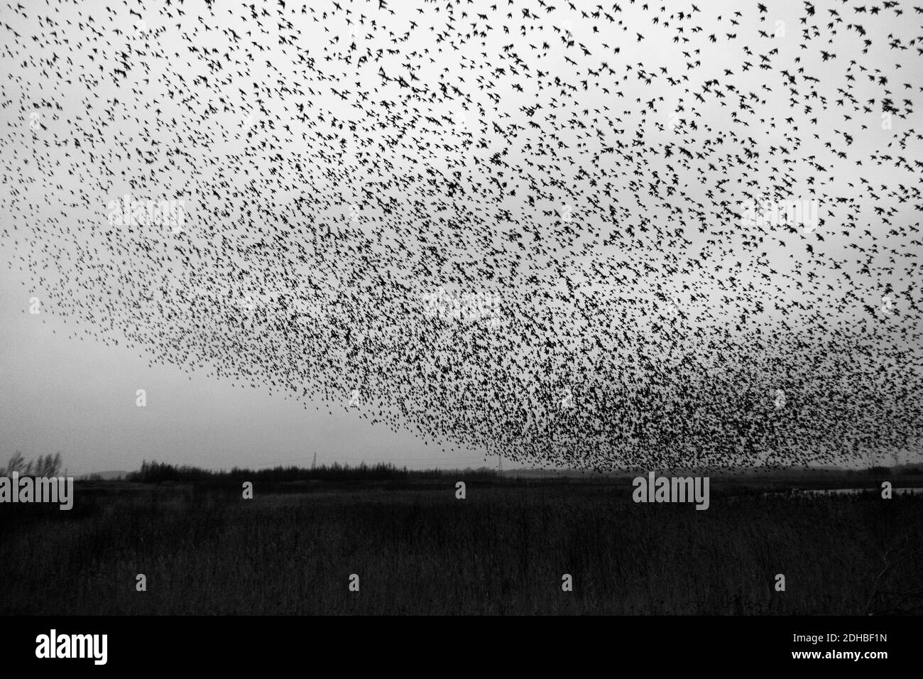 10 December 2020: UK Wildlife - Lucky visitors watch a murmuration of starlings (Sturnus vulgaris) overhead at RSPB nature reserve, Fairburn Ings, West Yorkshire, England, UK Stock Photo