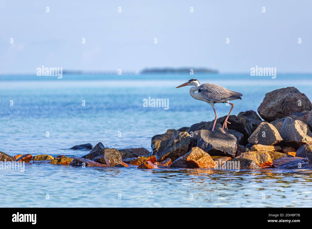 Great blue heron posed on a rock at the beach. Tropical wildlife hunting for fish, standing over rocks and calm sea surf in Maldives exotic island Stock Photo