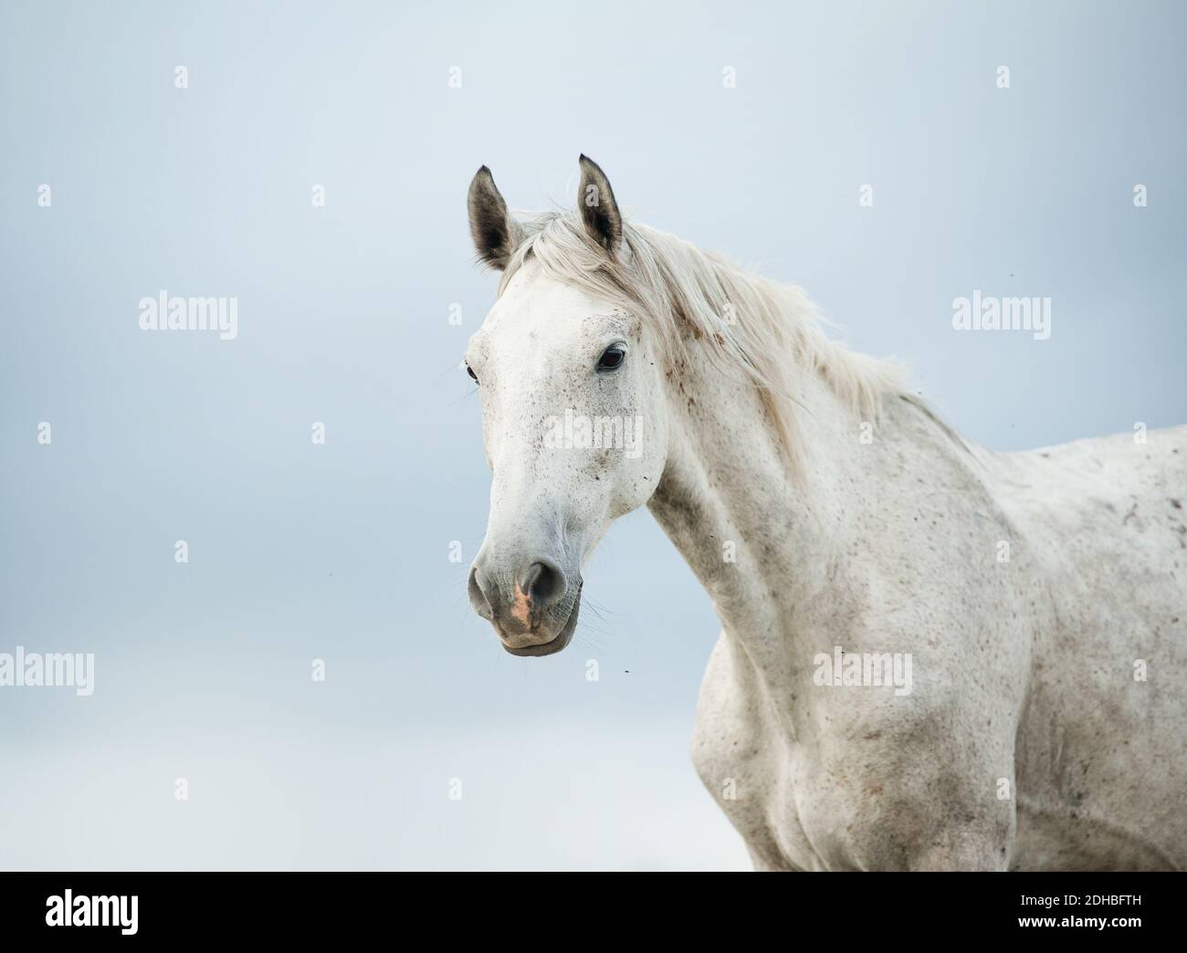 white horse Stock Photo