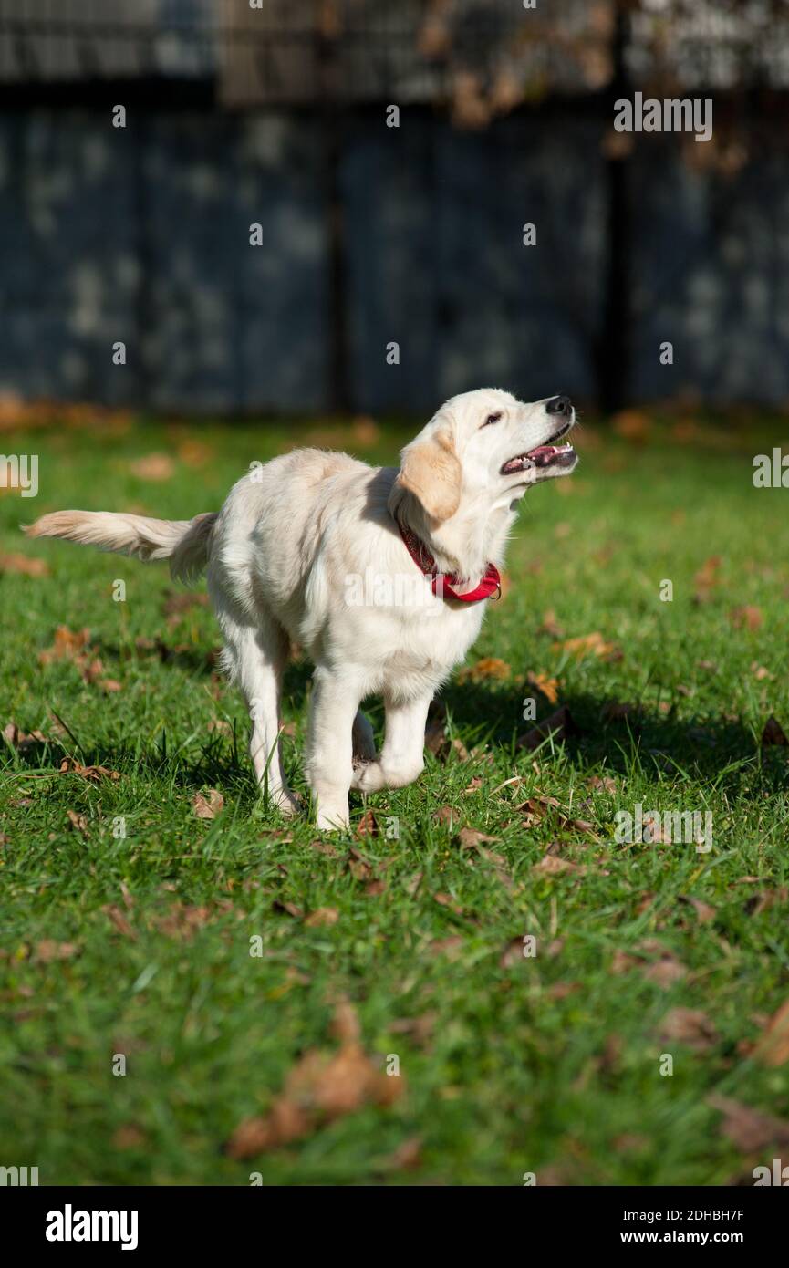 golden retriever puppy run Stock Photo Alamy