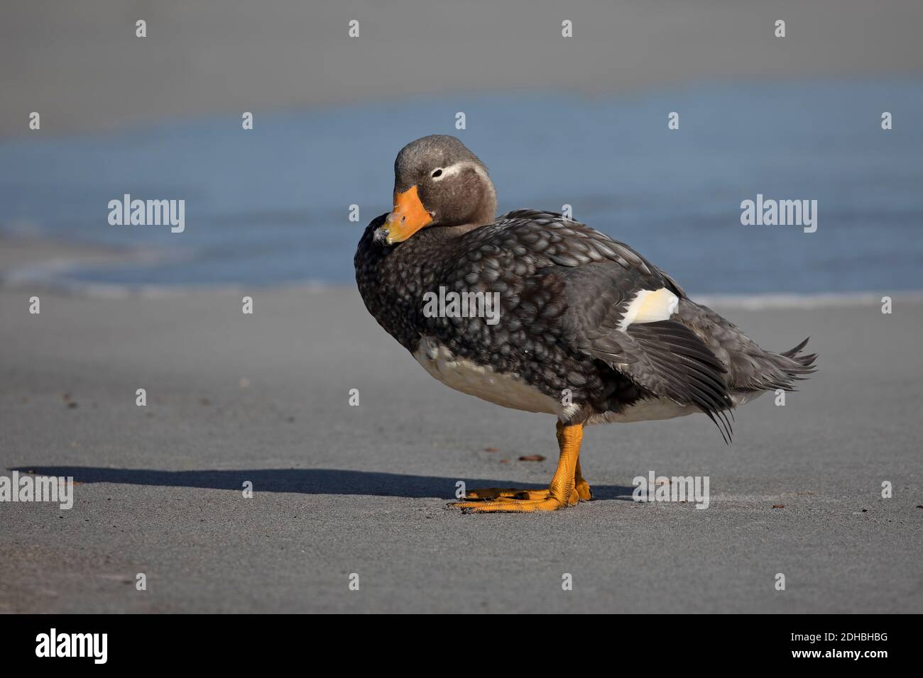 Falkland flightless Steamer duck young male, Sea Lion, Falkland