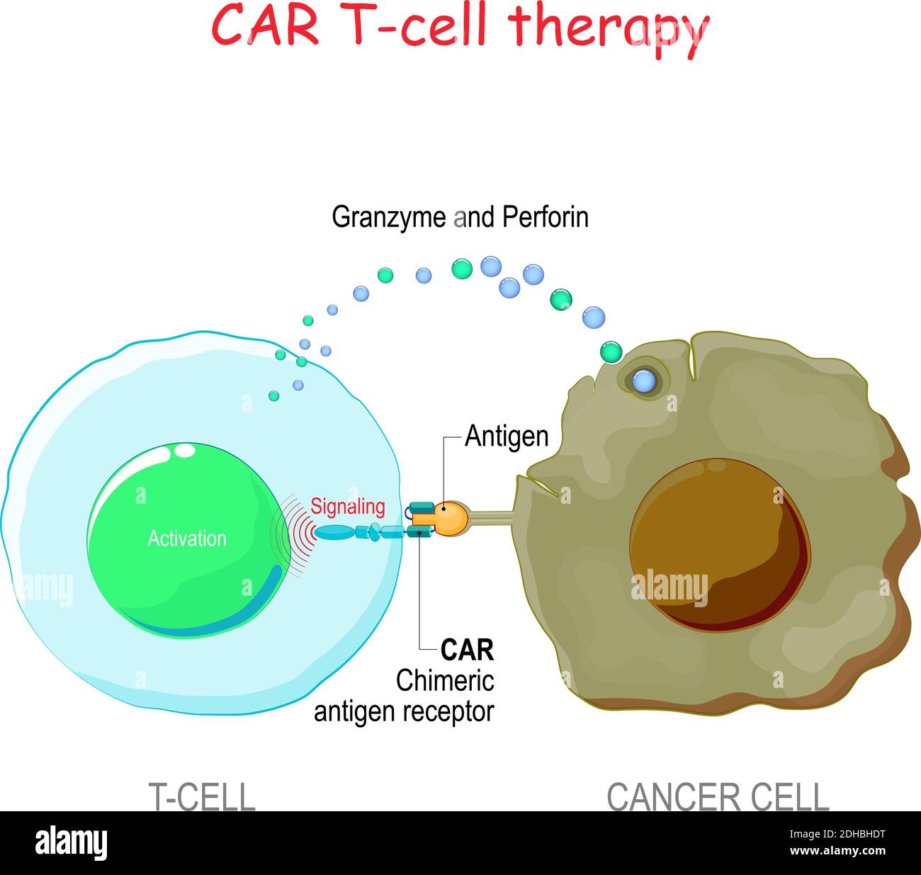 cancer immunotherapy. T-cell with Chimeric antigen receptor (CAR t cell) killing of the tumor cell. Biological therapy Stock Vector