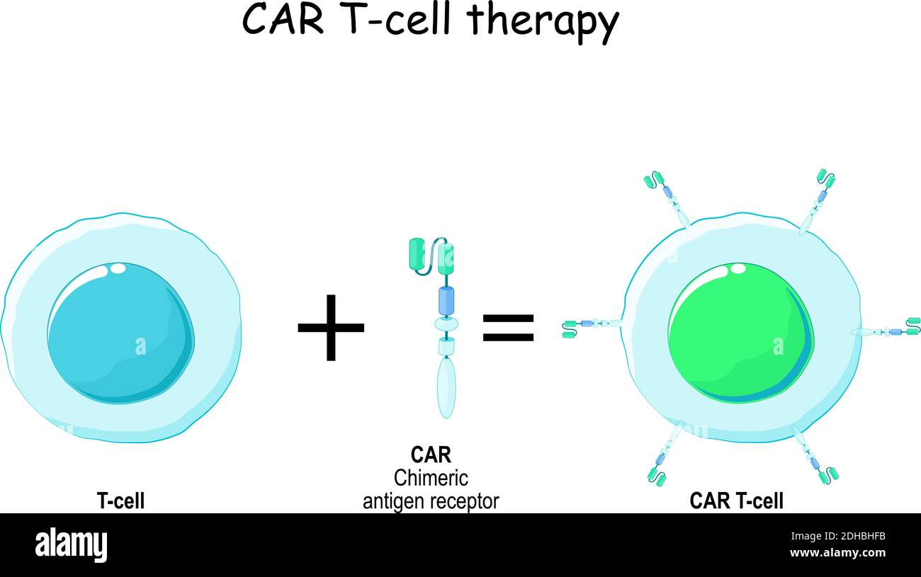 Immunotherapy. T cell and Chimeric antigen receptor (CAR). Biological therapy Stock Vector