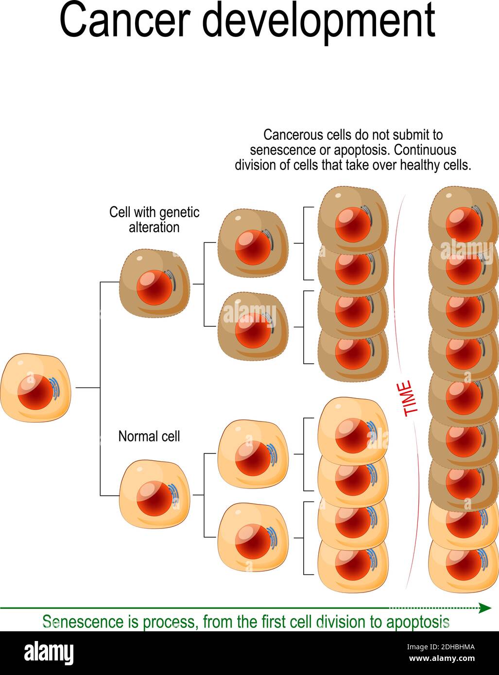 Cancer Development. Cancerous cells do not submit to senescence or apoptosis. Сontinuous division of cells that take over healthy cells. Vector Stock Vector