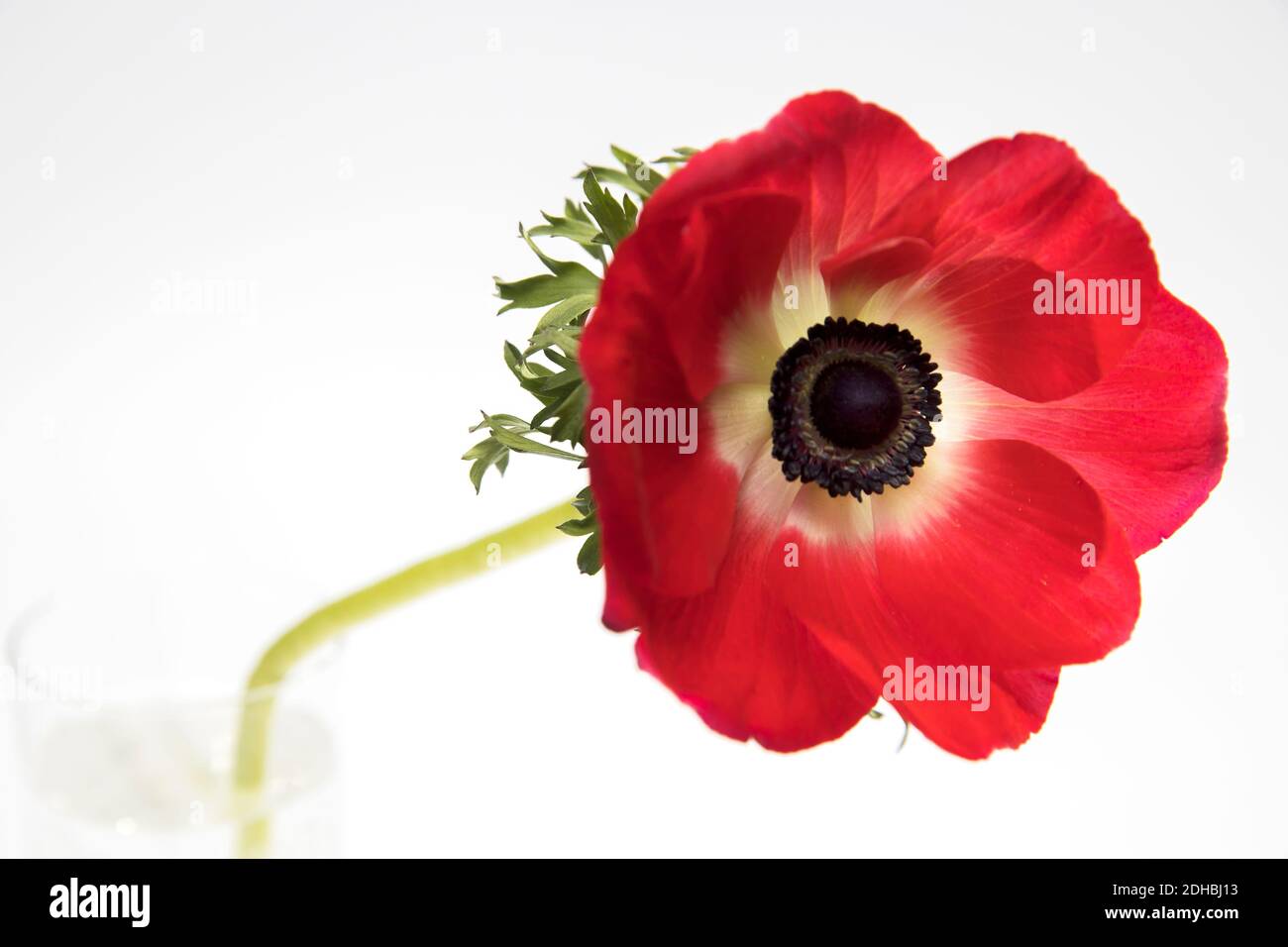 Red flowers of anemone on a white background. copy space Stock Photo