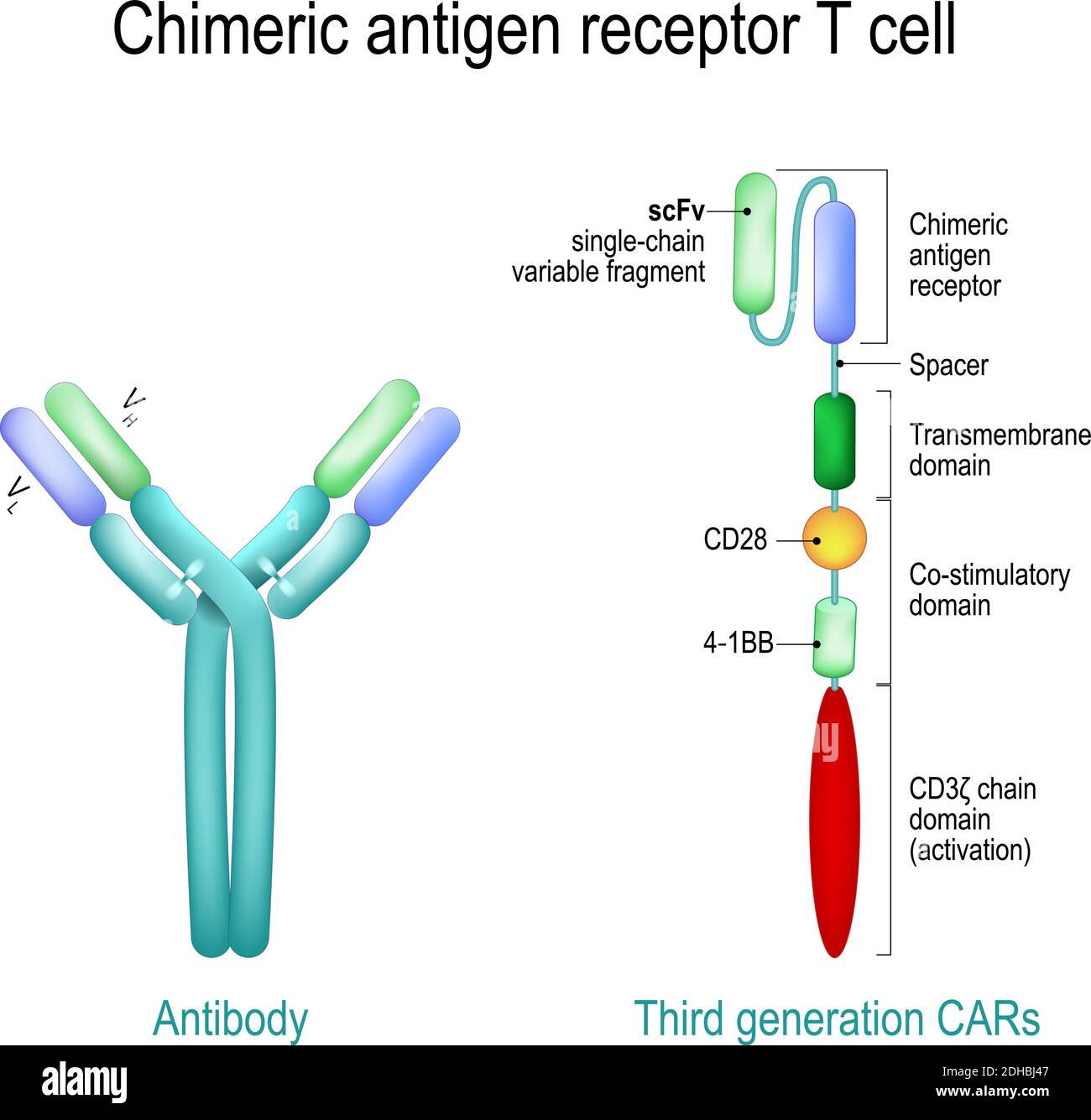 Chimeric antigen receptor T cell and Antibody molecule. IgE and CAR. Artificial T cell receptors are proteins that have been engineered for cancer Stock Vector