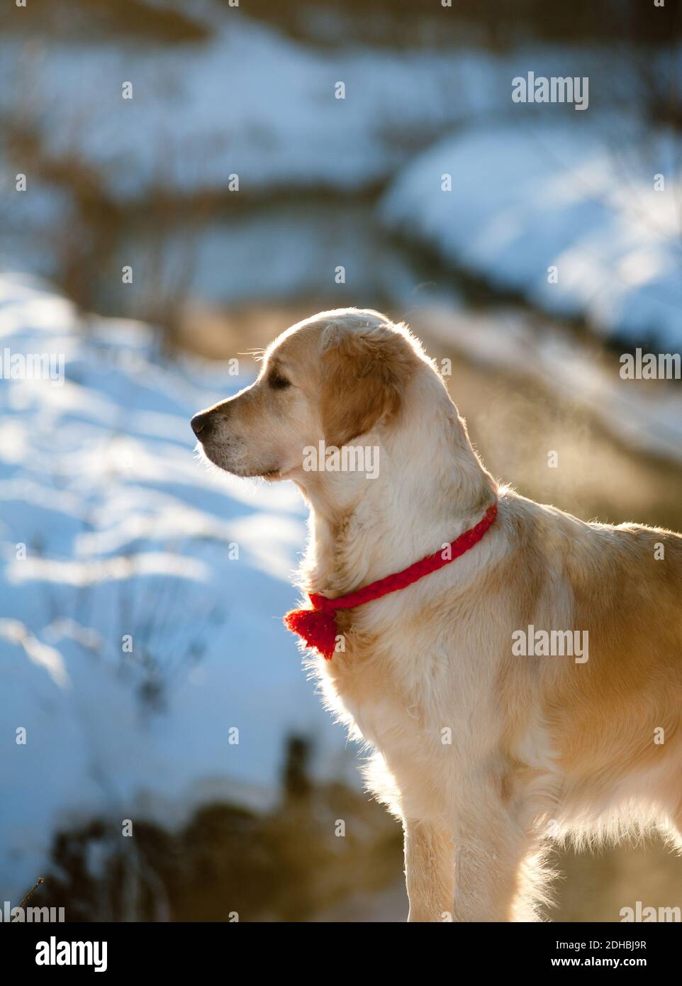 golden retriever in winter Stock Photo Alamy