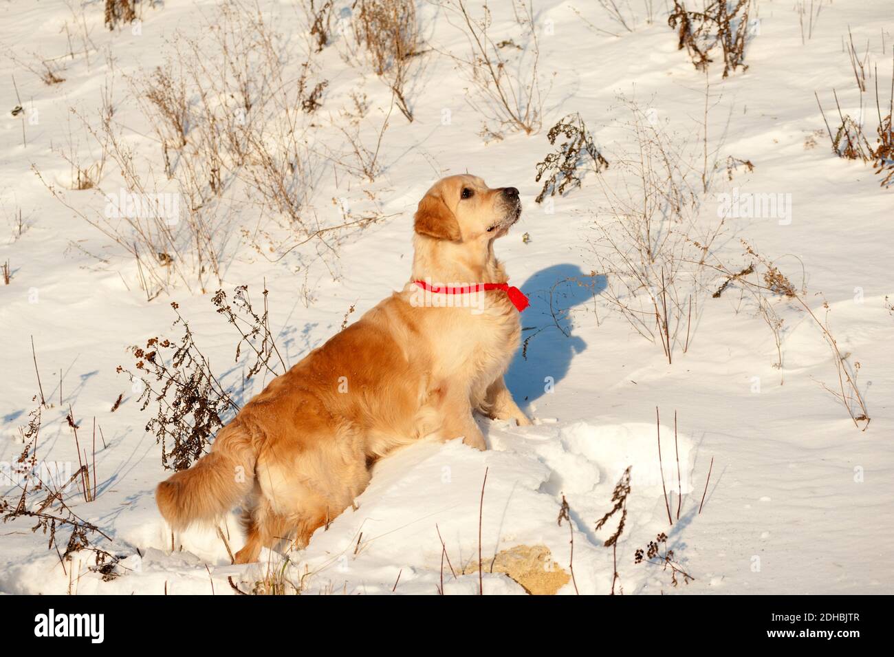 golden retriever in winter Stock Photo Alamy