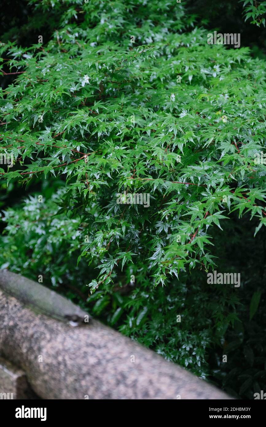 A vertical shot of green palm-shaped maple Stock Photo