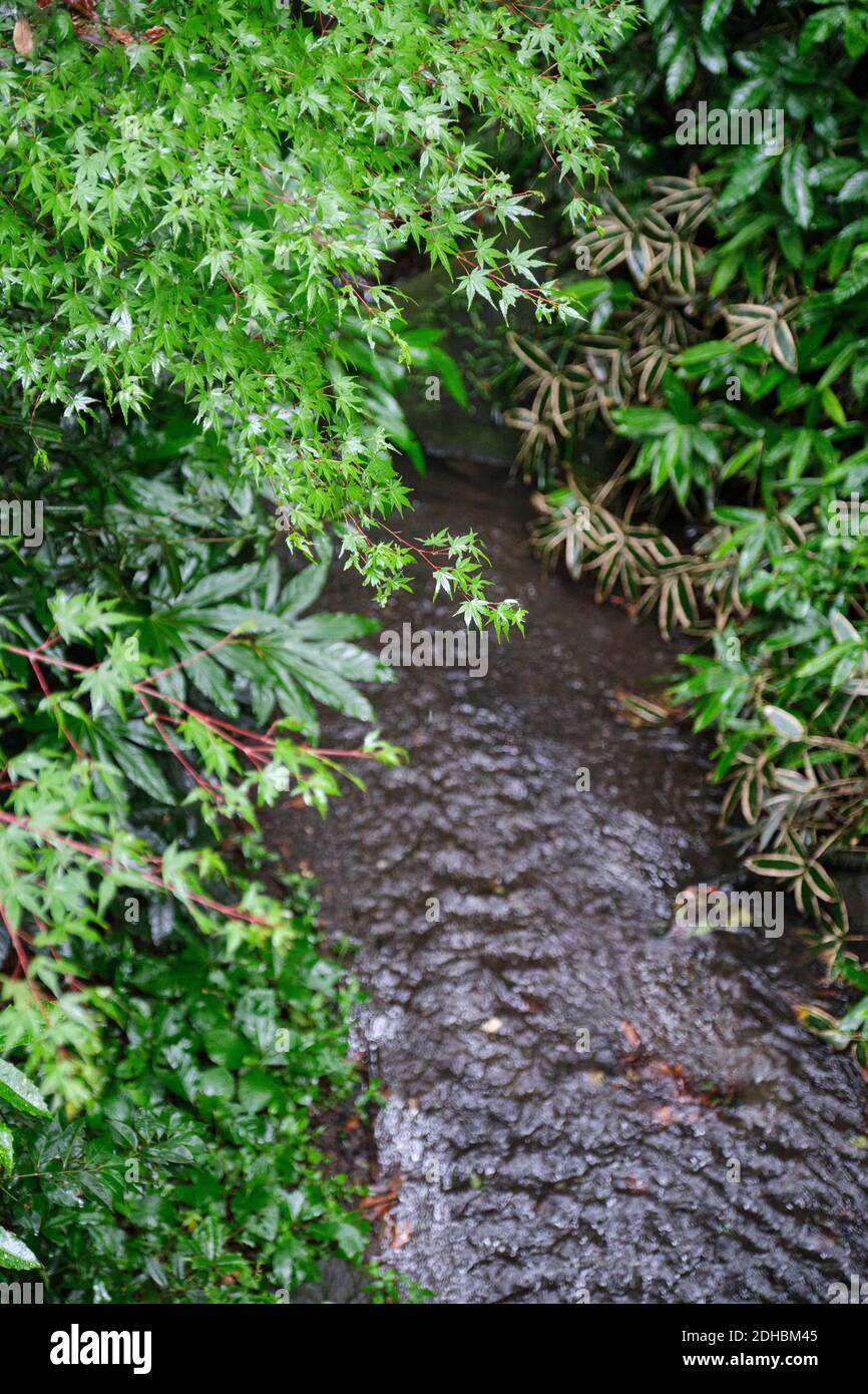 A vertical shot of stream along with greenery Stock Photo