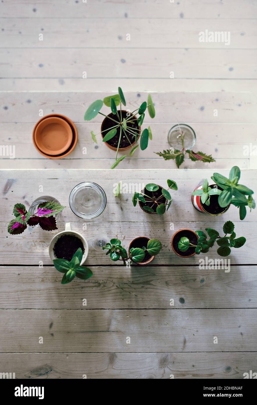 Directly above view of plants on wooden steps at home Stock Photo
