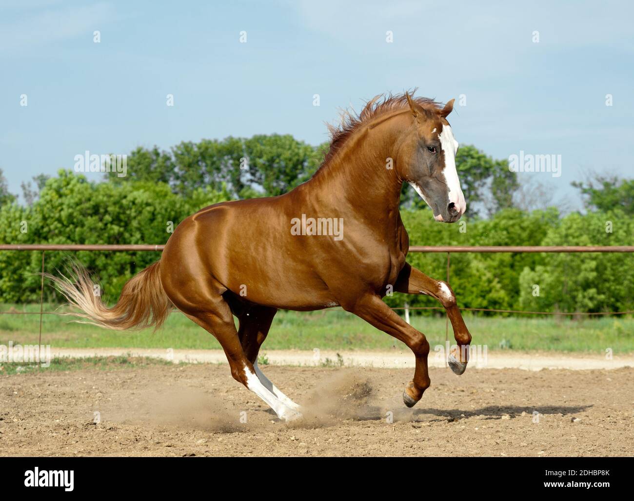 don stallion Stock Photo