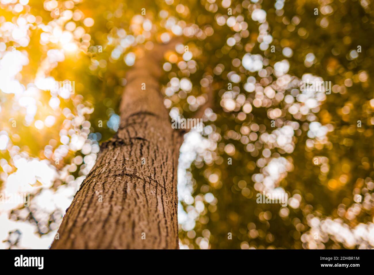 Tree trunk golden leaves and blurred sky, autumn background. Fall nature Stock Photo