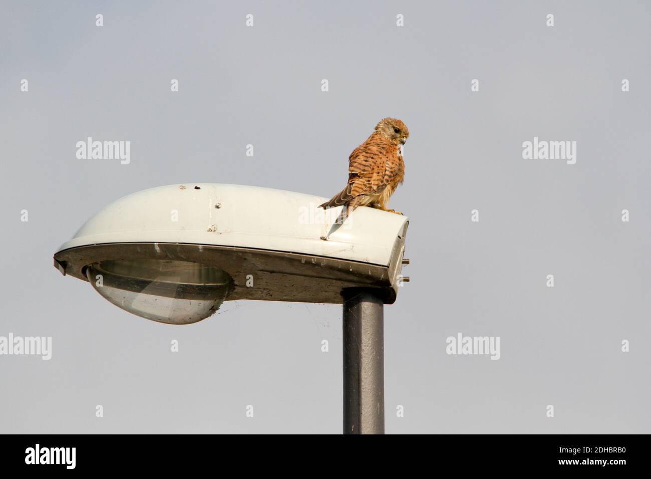 closeup of a falcon in an urban area with clear sky in the background Stock Photo