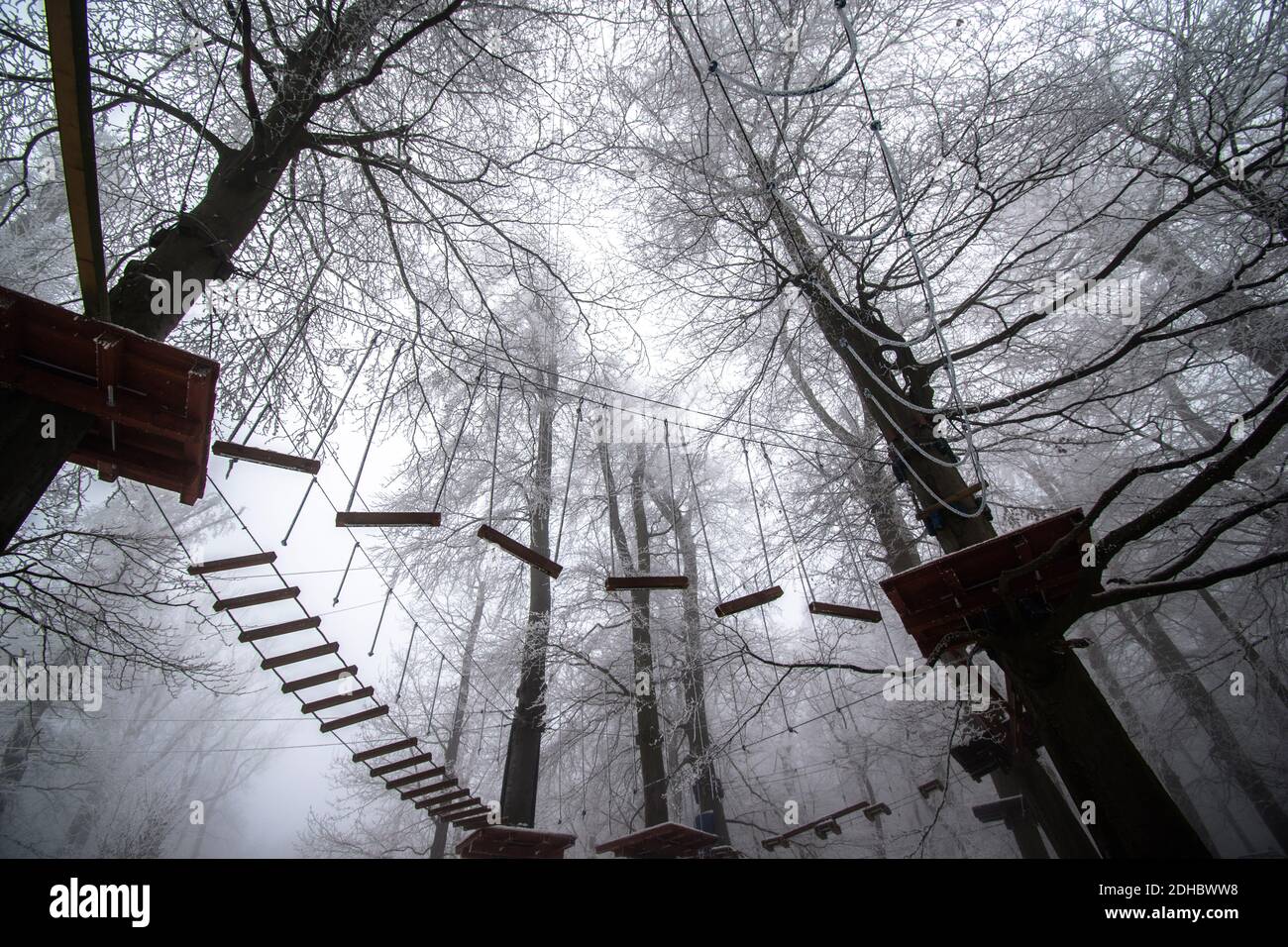empty adrenaline rope playground in tree trunks in foggy and misty ...