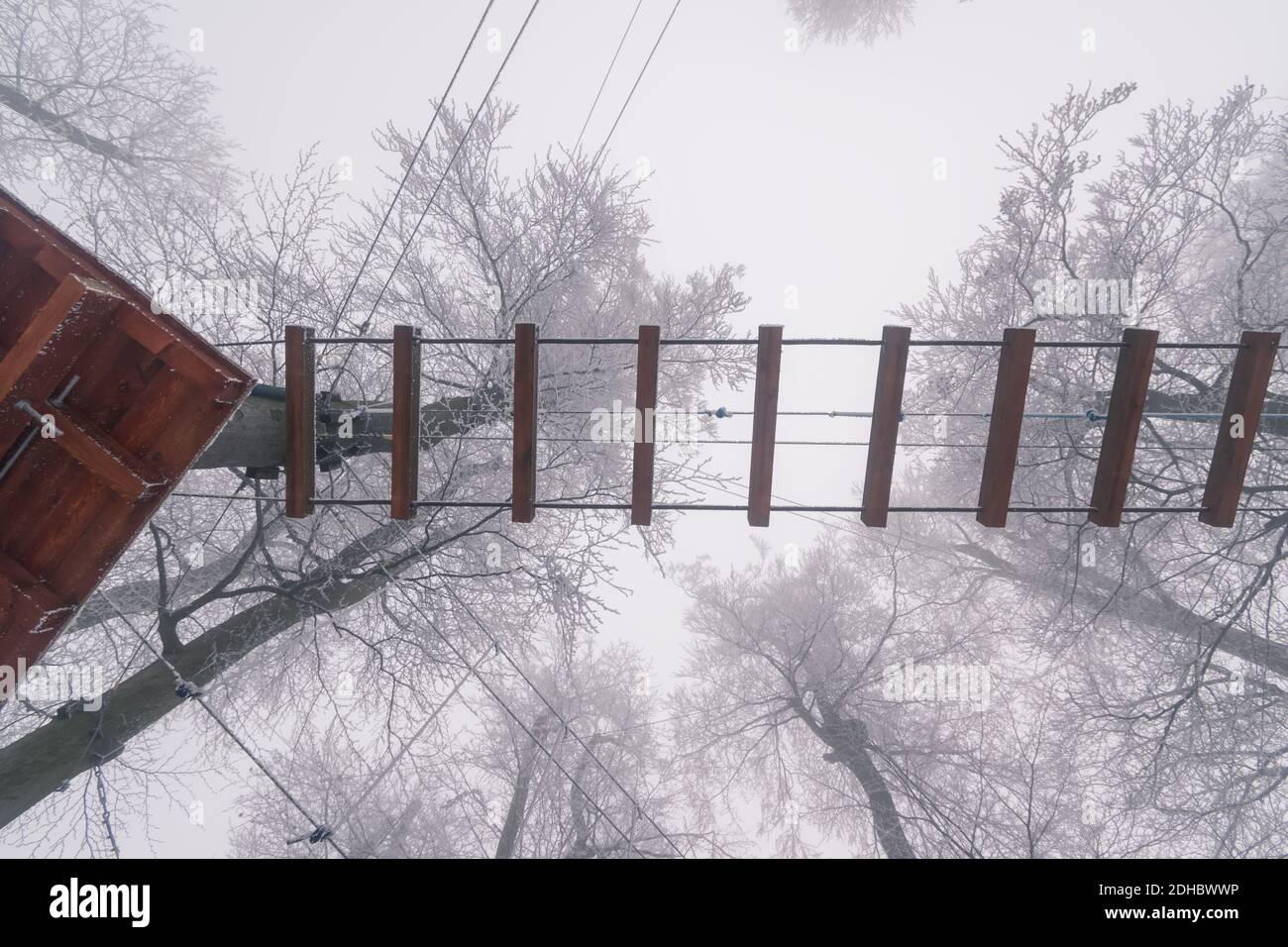 empty adrenaline rope playground in tree trunks in foggy and misty ...