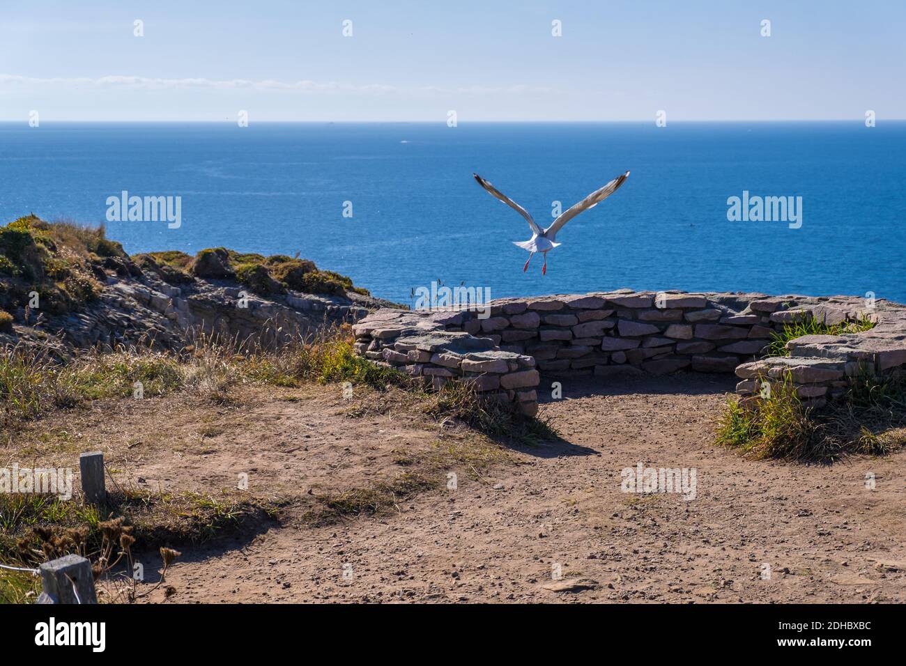 Frehel, Brittany, France - 25 August 2019: Seagull flies over rocky coast of Cap Frehel a peninsula in Brittany in northwestern France Stock Photo