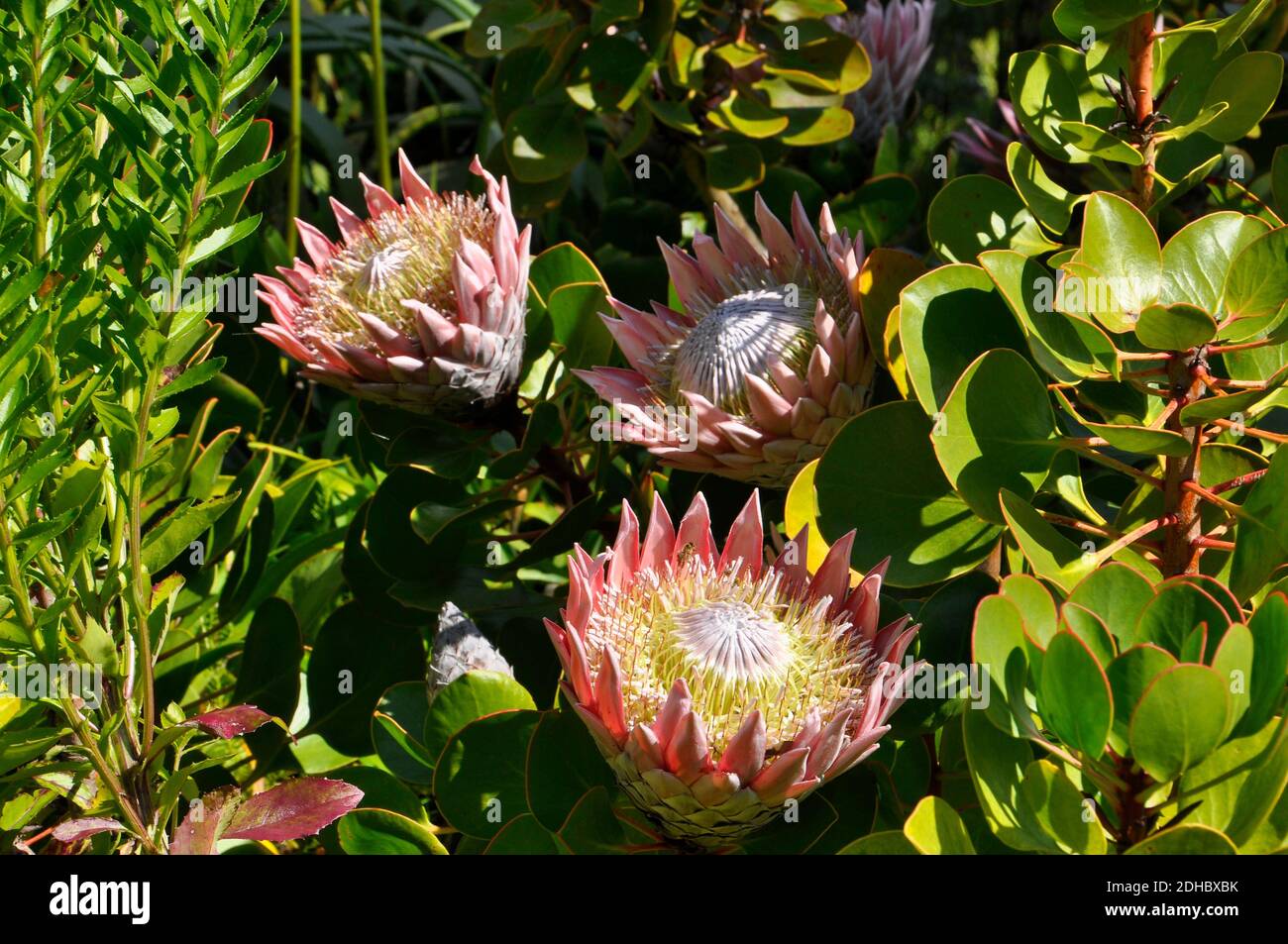 King Protea 'Protea cynaroides' the largest flower in the protea family a native species from South Africa in bloom in the Abbey Gardens on Tresco isl Stock Photo