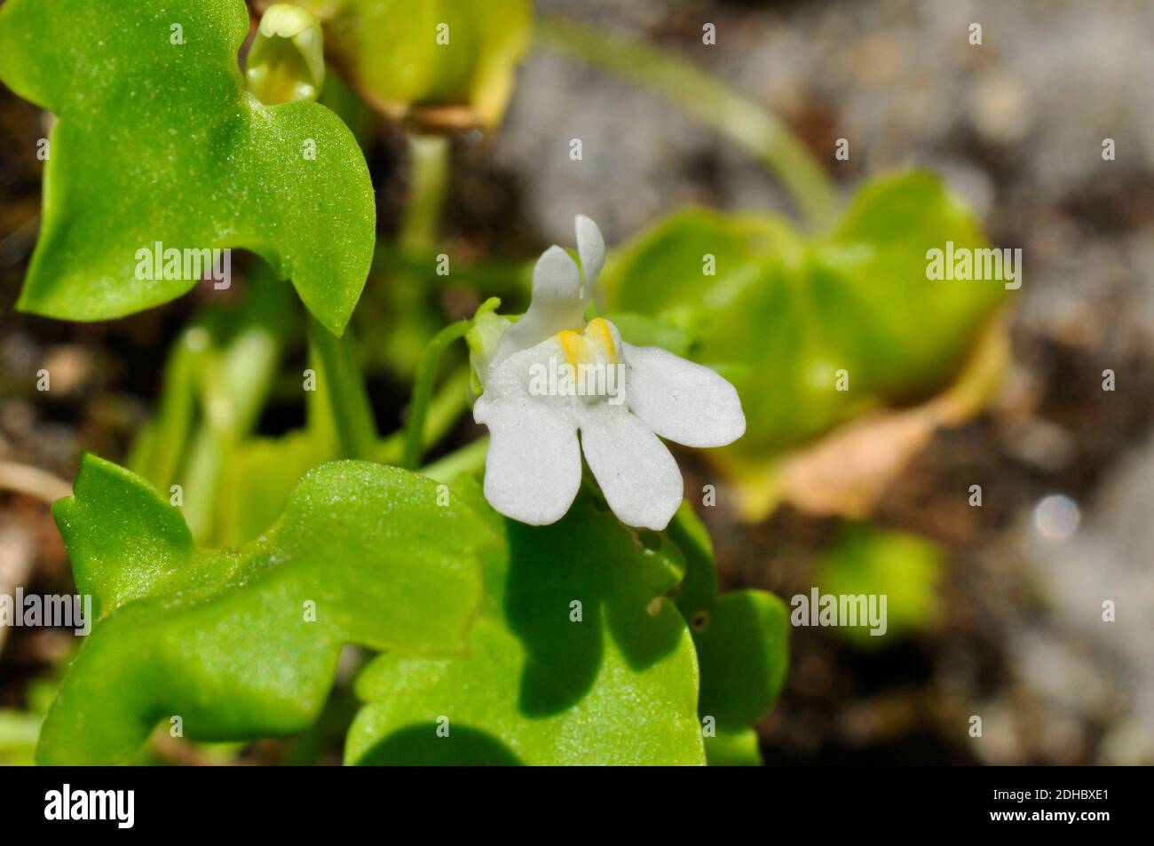 Ivy leaved Toadflax, 'cymbalaria muralis',close up,white variant, growing in a wall at Holy vale on the Island of St Mary's, Isles of Scilly, Cornwall Stock Photo
