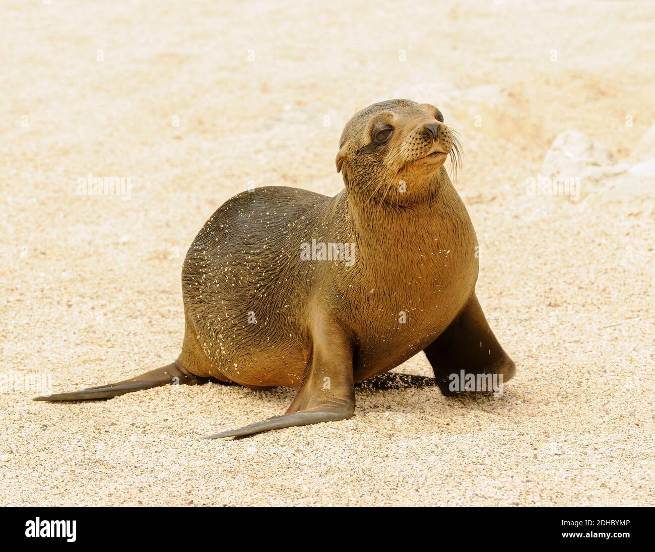 Sea lion pup on a sandy beach in the Galapagos Islands Stock Photo