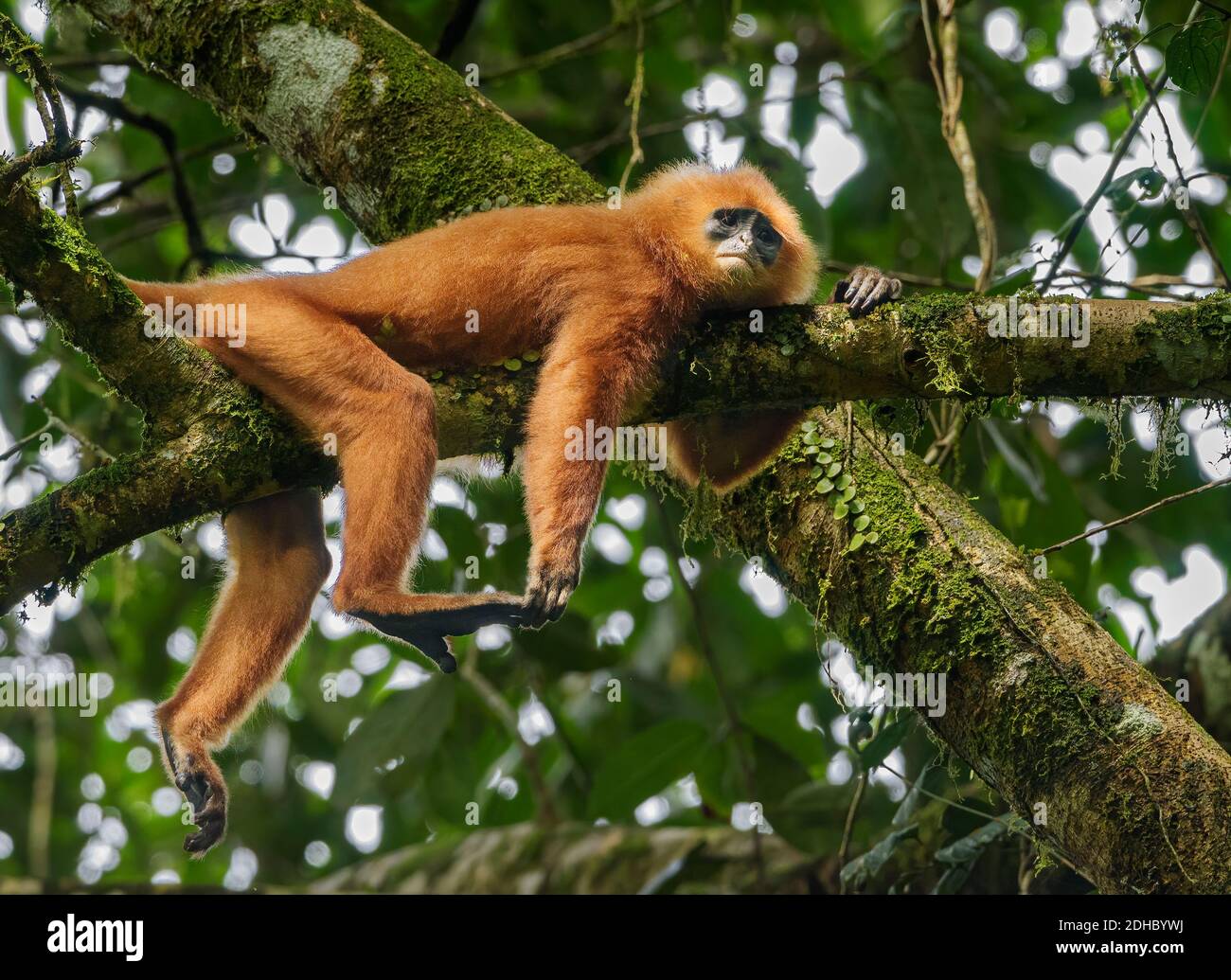 Red leaf monkey, maroon leaf monkey, maroon langur in a tree in Borneo Stock Photo
