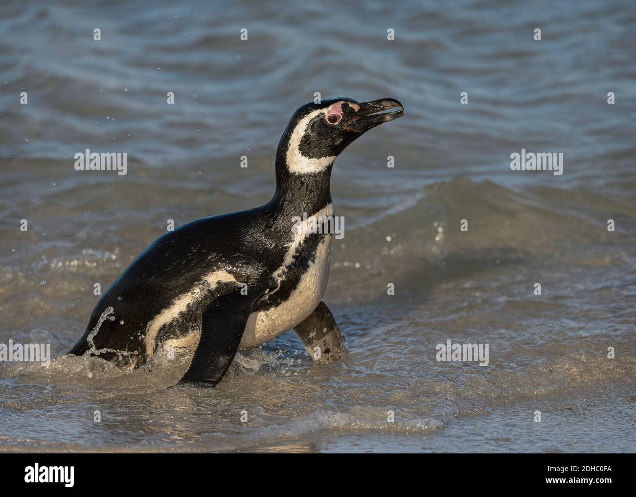Magellanic penguin coming out of the water at the shore, close up Stock Photo