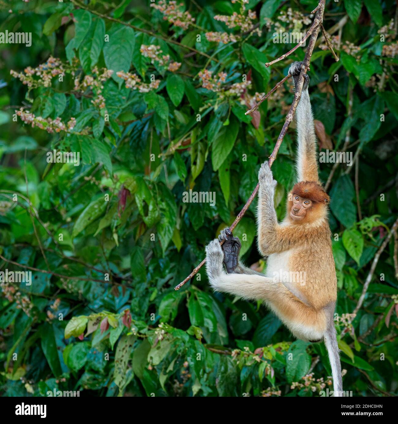 Proboscis Monkey hanging precariously from a branch over a river Stock Photo