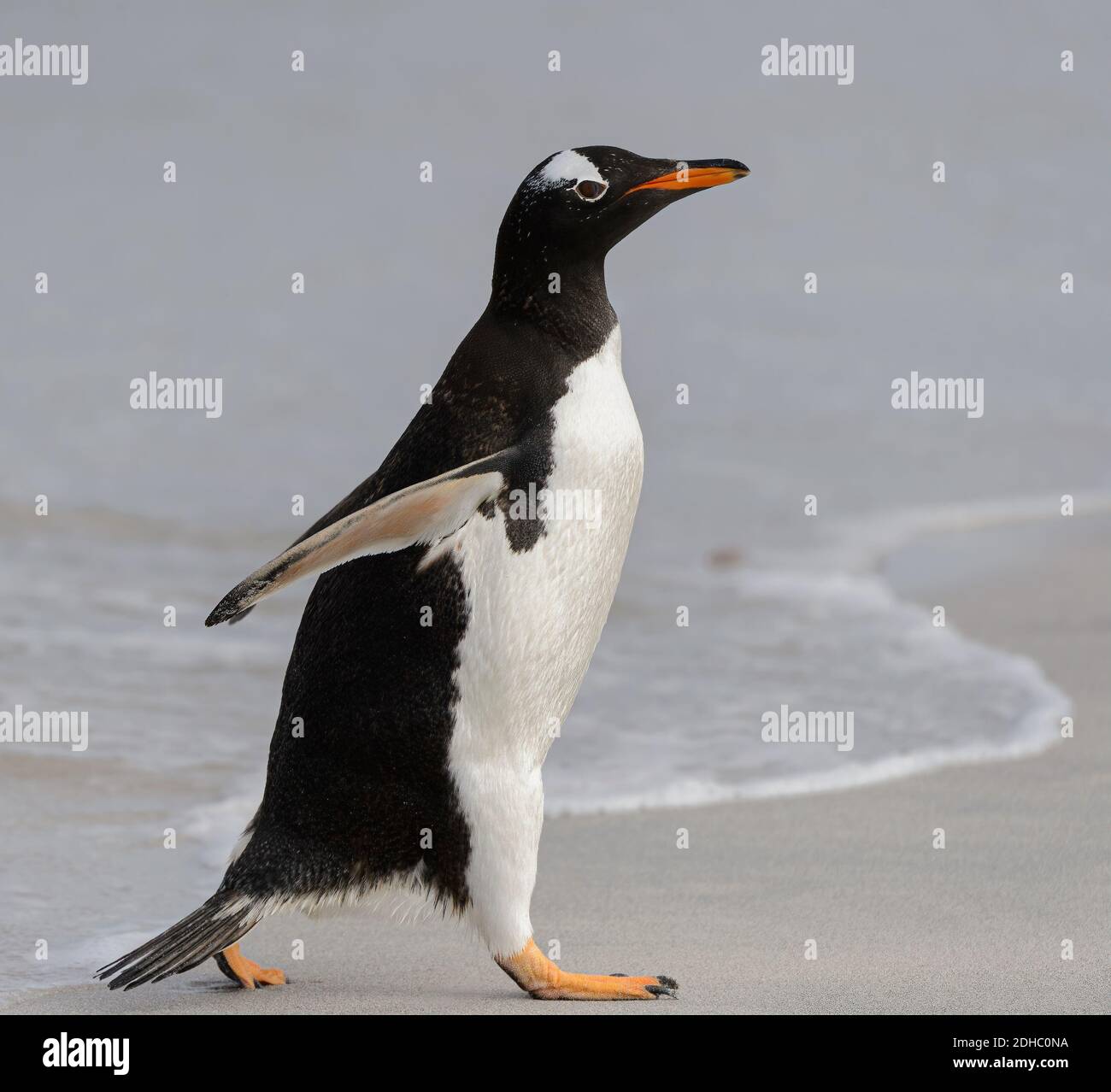 Gentoo penguin walking on water's edge Stock Photo