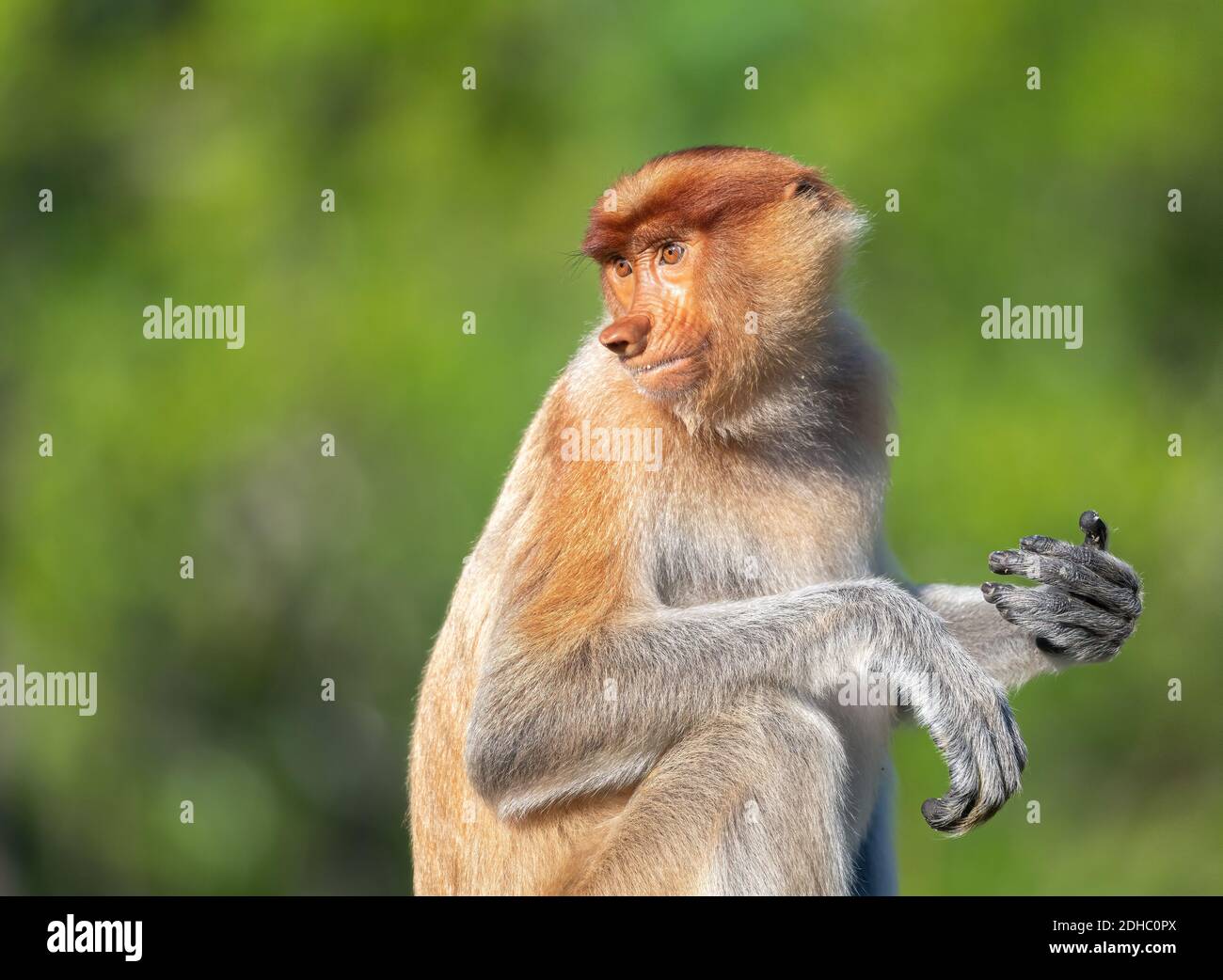 Close Up of Female Proboscis Monkey with soft green background Stock Photo