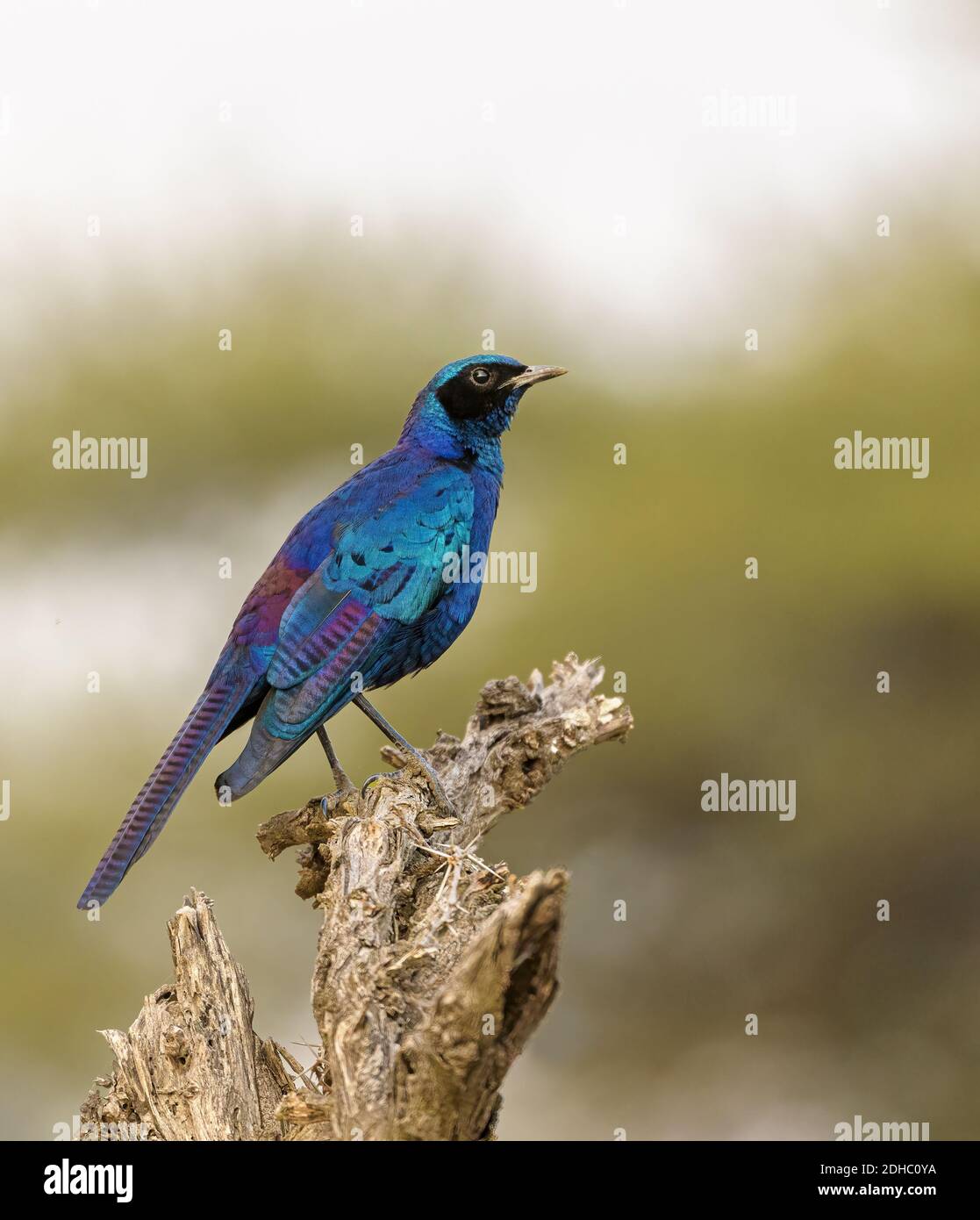 Burchell’s Starling perched on tree stump Stock Photo