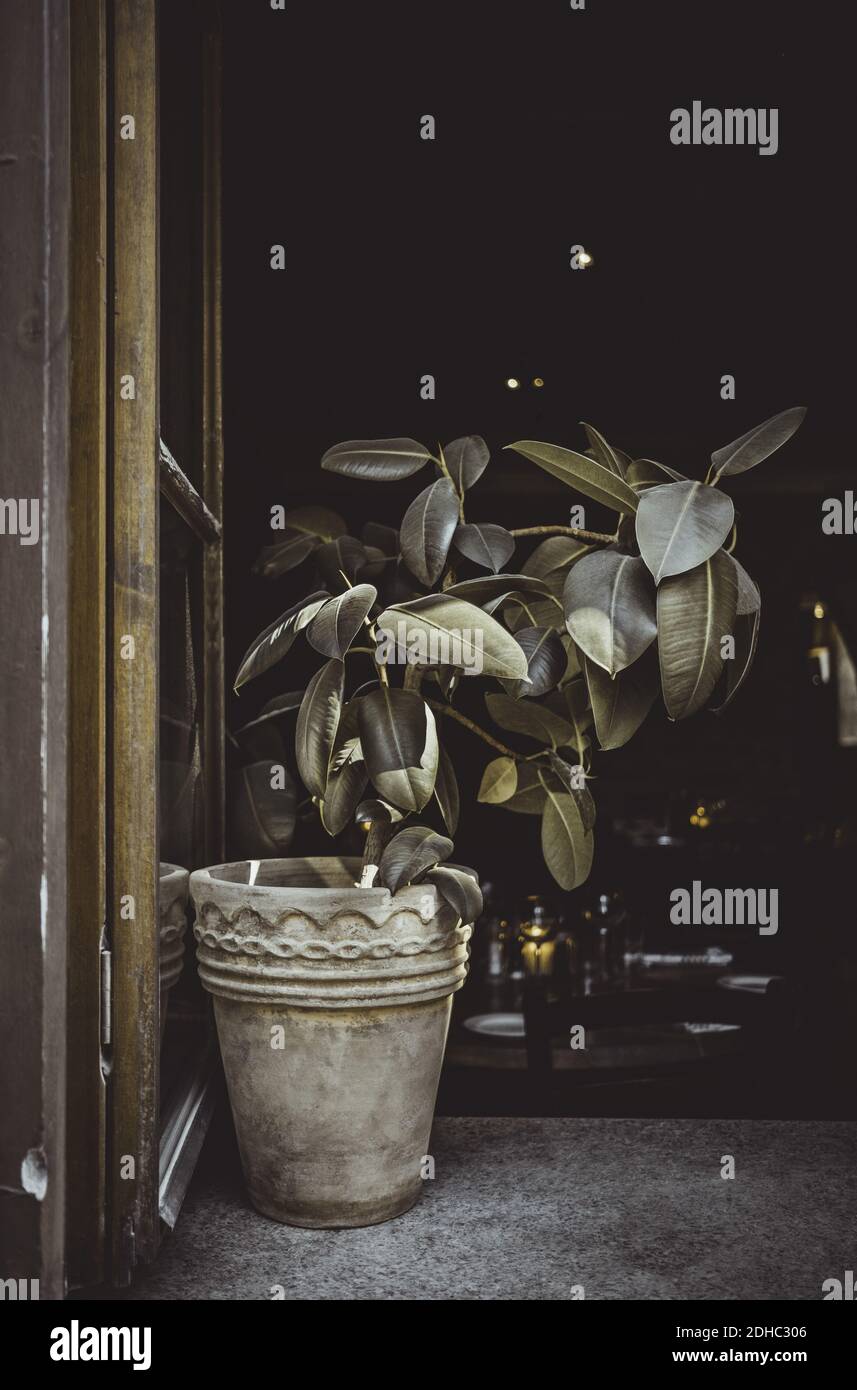 Potted plant on window sill Stock Photo