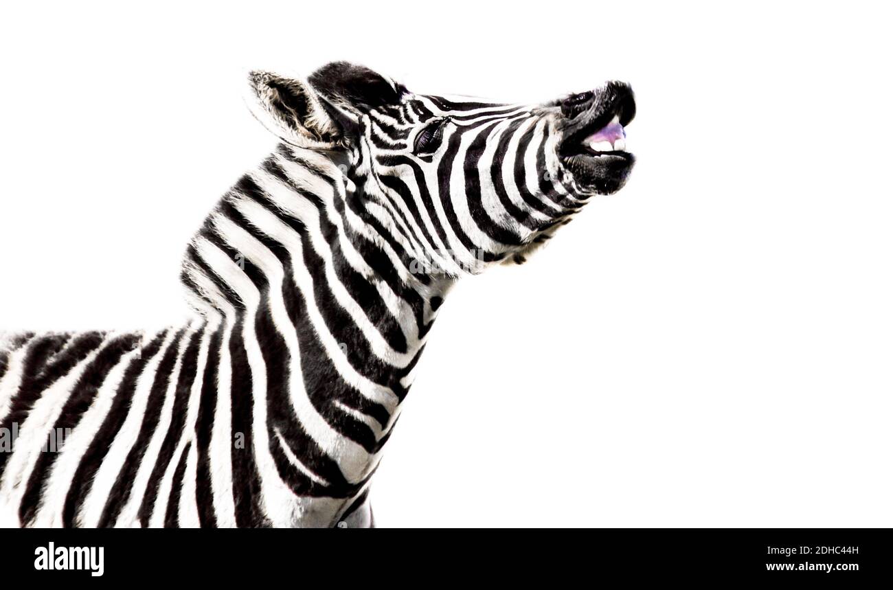 A cute zebra isolated on a white background Stock Photo - Alamy