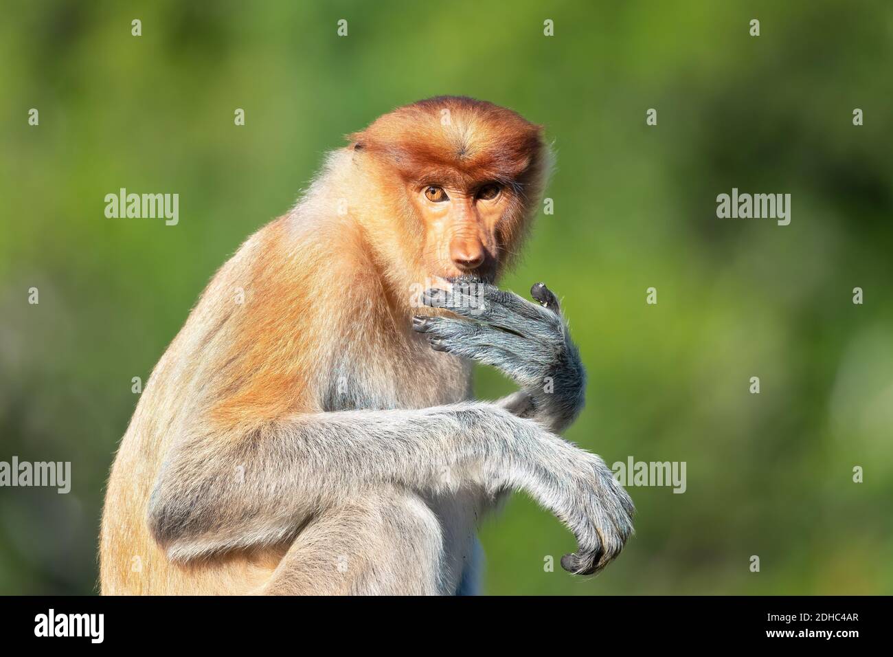 Close Up of Female Proboscis Monkey with soft green background Stock Photo