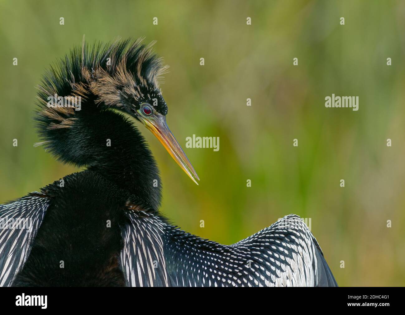 Anhinga in Breeding Plumage with wings stretched showing markings on back Stock Photo
