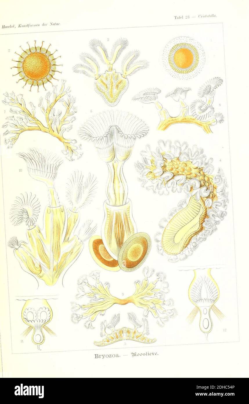 Kunstformen der Natur (Tafel 23) (6197316801 Stock Photo Alamy
