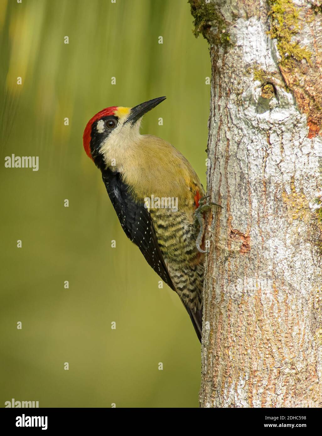 Black-cheeked Woodpecker perched on tree with green background Stock Photo