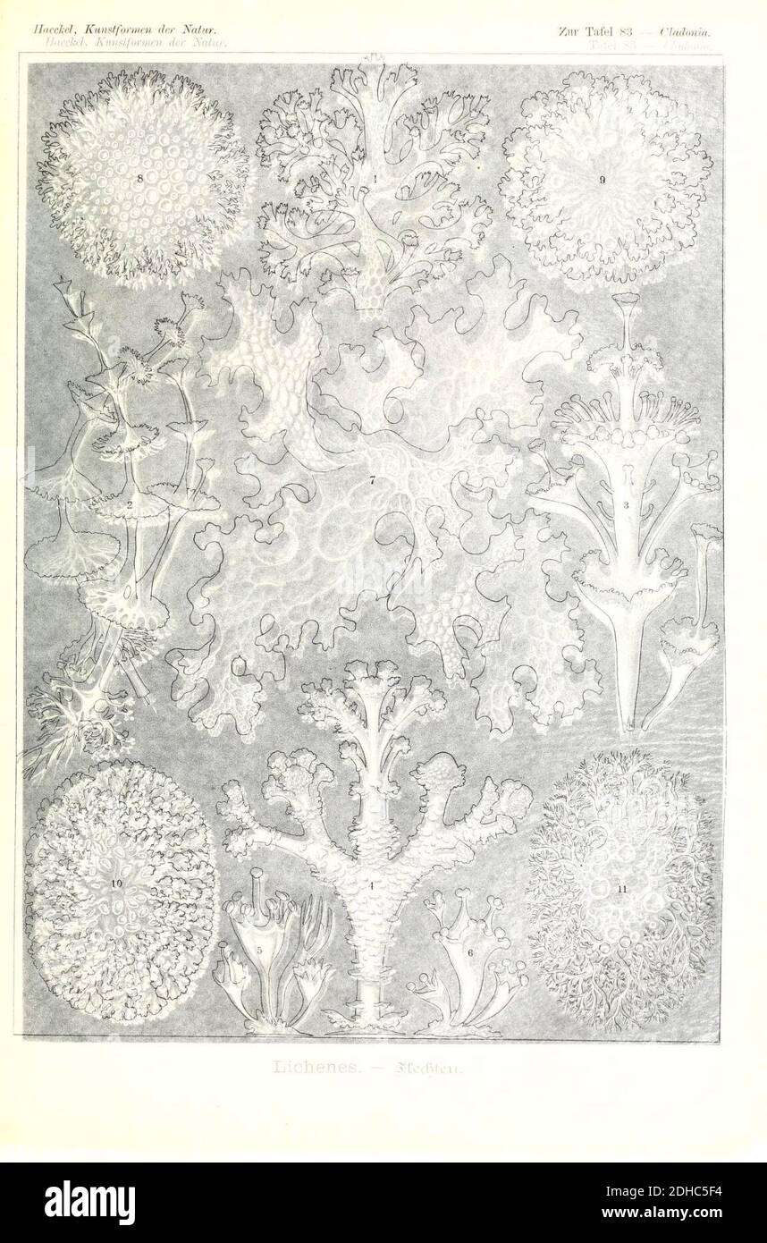 Kunstformen der Natur (Tafel 83) (6197331695 Stock Photo Alamy
