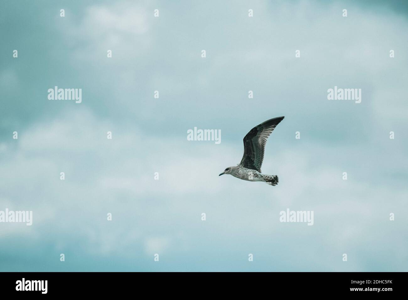 Gaviota volando con alas desplegadas Stock Photo