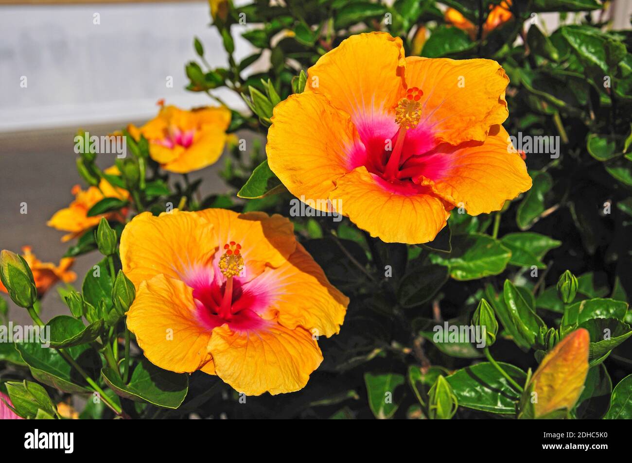 Flor de nueva zelanda hires stock photography and images Alamy