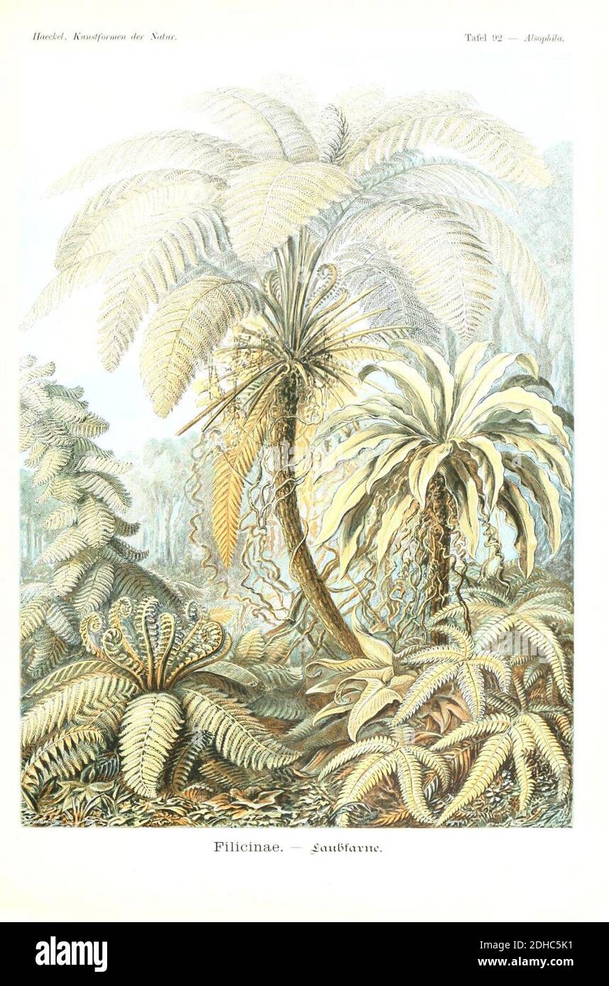 Kunstformen der Natur (Tafel 92) (6197333967 Stock Photo Alamy