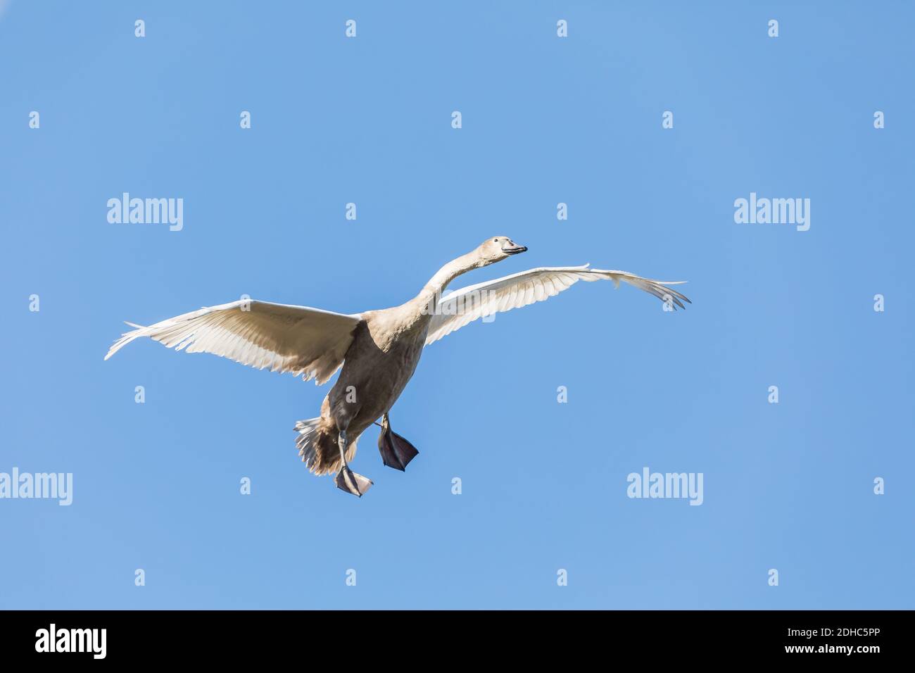 Young Mute Swan, Cygnus Olor, In Flight Stock Photo
