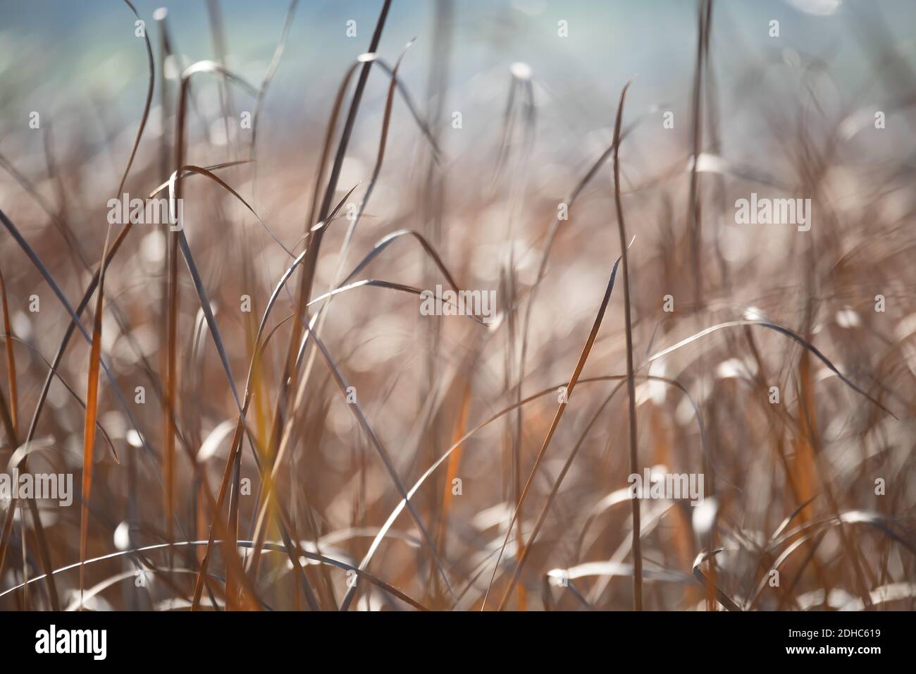 Orange reeds blowing in the wind. Stock Photo
