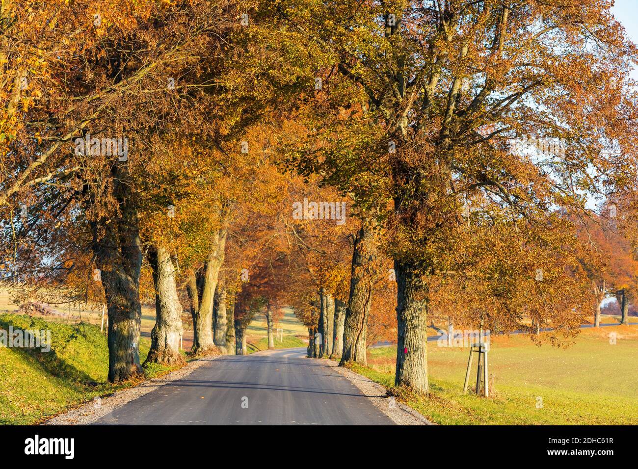 Fall colored trees on alley in autumn Stock Photo - Alamy